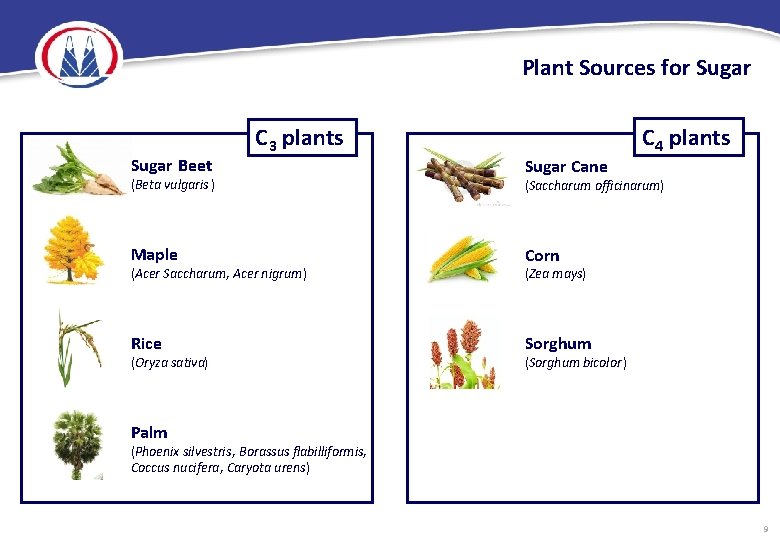 Plant Sources for Sugar Beet C 3 plants (Beta vulgaris ) Maple (Acer Saccharum,