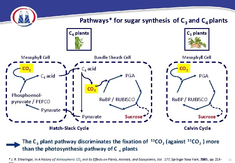 Pathways* for sugar synthesis of C 3 and C 4 plants Mesophyll Cell CO