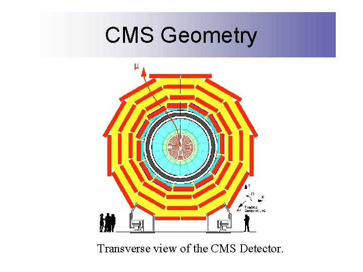 CMS Geometry Transverse view of the CMS Detector. 