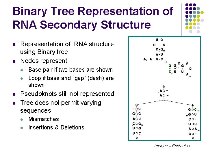 Binary Tree Representation of RNA Secondary Structure l l Representation of RNA structure using