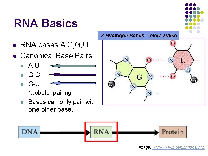 RNA Basics 23 Hydrogen Bonds – more stable l l RNA bases A, C,