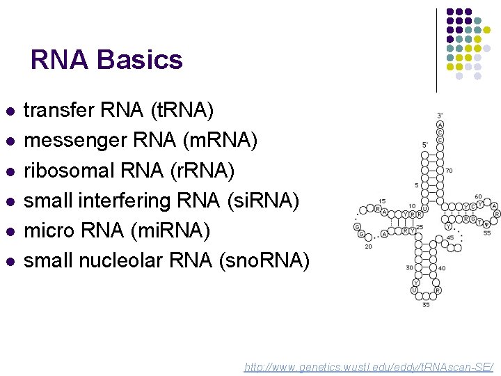 RNA Basics l l l transfer RNA (t. RNA) messenger RNA (m. RNA) ribosomal