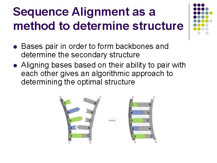 Sequence Alignment as a method to determine structure l l Bases pair in order