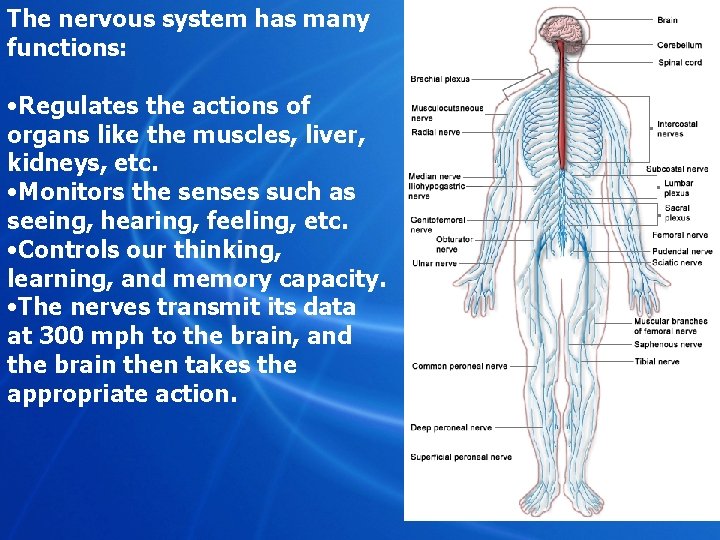 The nervous system has many functions: • Regulates the actions of organs like the