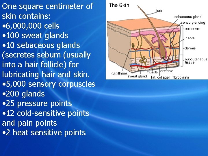 One square centimeter of skin contains: • 6, 000 cells • 100 sweat glands