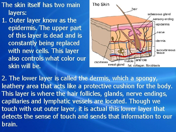 The skin itself has two main layers: 1. Outer layer know as the epidermis.