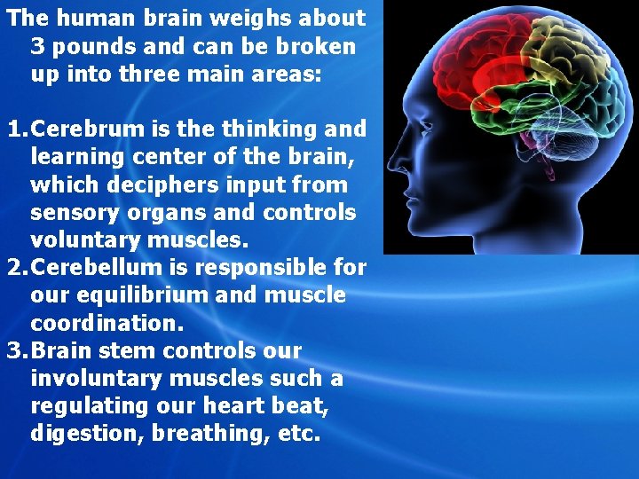 The human brain weighs about 3 pounds and can be broken up into three