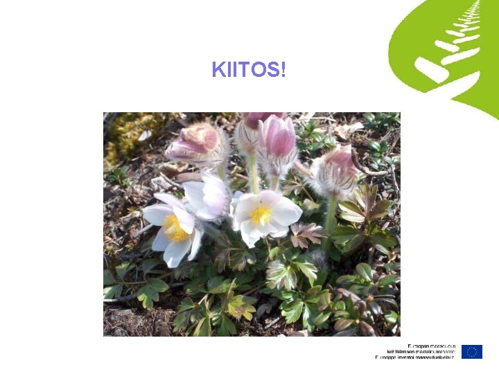 KIITOS! 