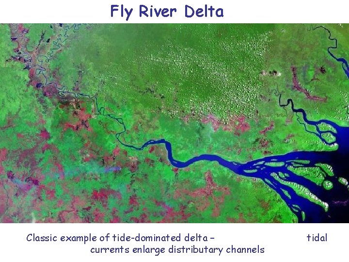 Fly River Delta Classic example of tide-dominated delta – currents enlarge distributary channels tidal