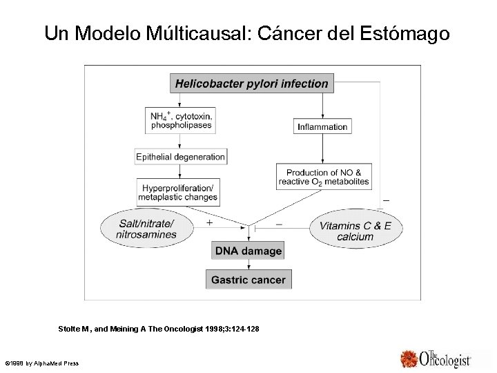 Un Modelo Múlticausal: Cáncer del Estómago Stolte M , and Meining A The Oncologist