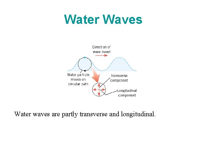 Water Waves Water waves are partly transverse and longitudinal. 