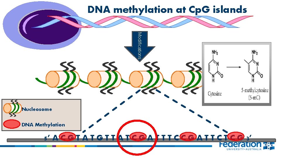 DNA methylation at Cp. G islands Modifications Nucleosome DNA Methylation 5’ A C G