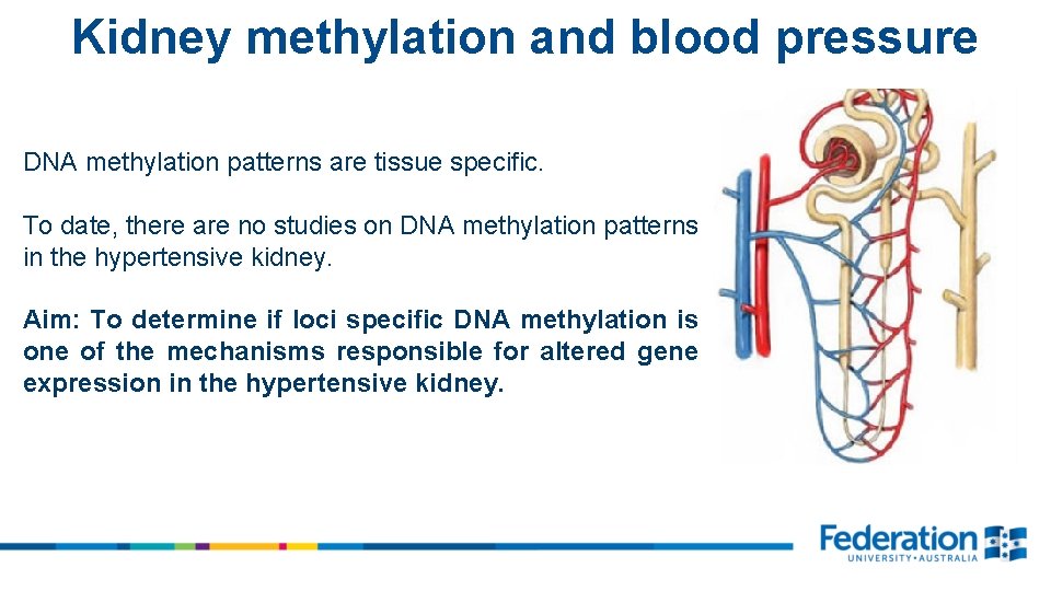 Kidney methylation and blood pressure DNA methylation patterns are tissue specific. To date, there