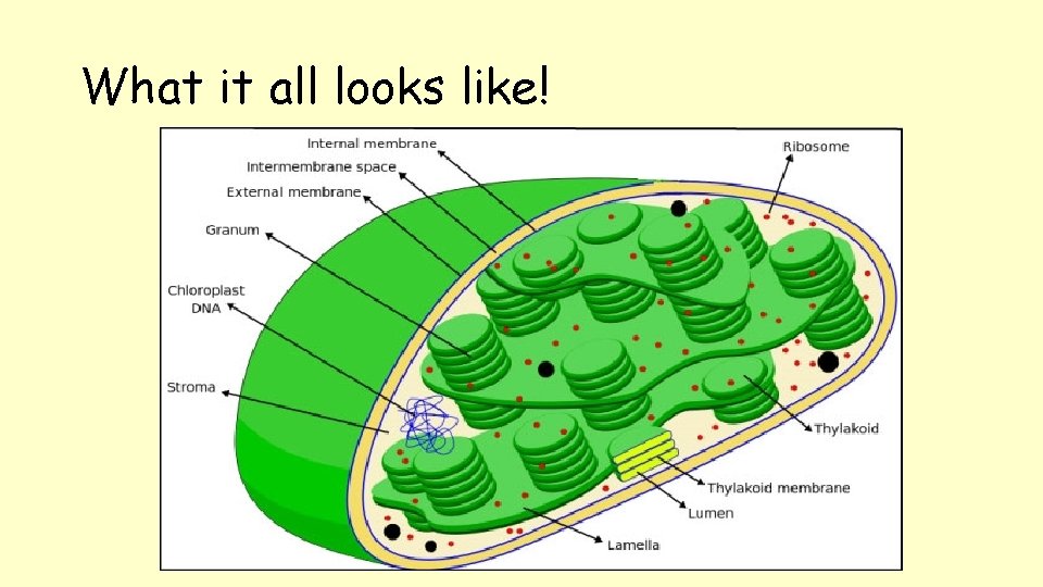 What it all looks like! 