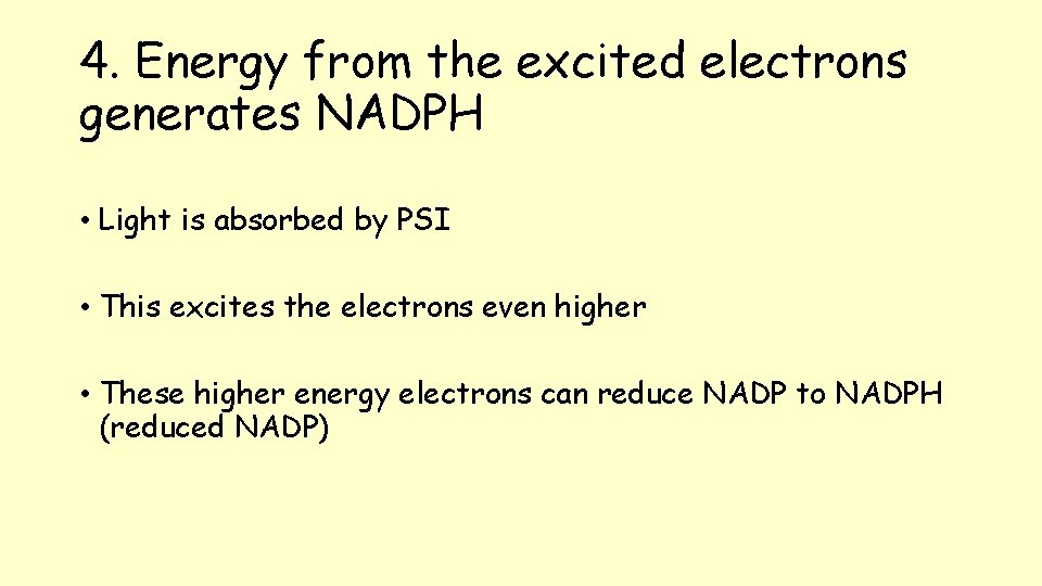 4. Energy from the excited electrons generates NADPH • Light is absorbed by PSI