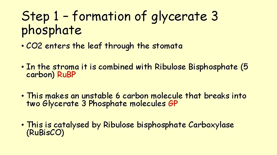 Step 1 – formation of glycerate 3 phosphate • CO 2 enters the leaf