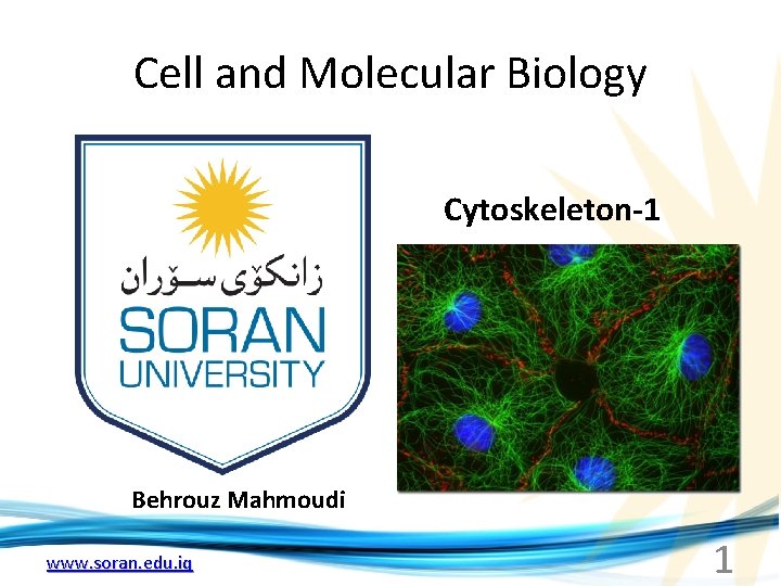 Cell and Molecular Biology Cytoskeleton-1 Behrouz Mahmoudi www. soran. edu. iq 1 