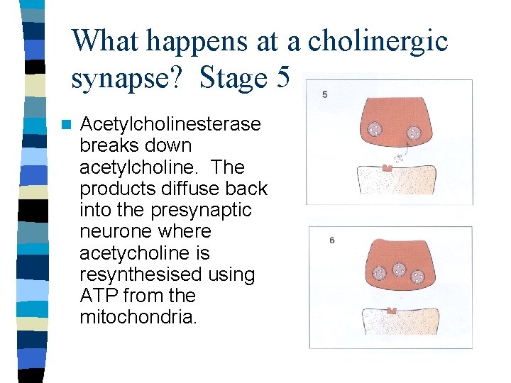 What happens at a cholinergic synapse? Stage 5 n Acetylcholinesterase breaks down acetylcholine. The