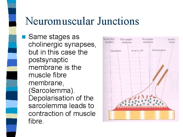 Neuromuscular Junctions n Same stages as cholinergic synapses, but in this case the postsynaptic
