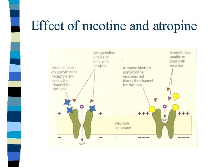 Effect of nicotine and atropine 