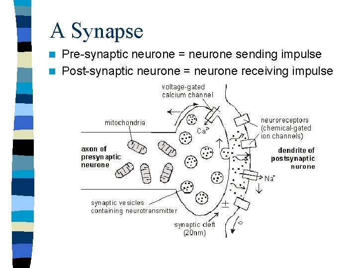 A Synapse Pre-synaptic neurone = neurone sending impulse n Post-synaptic neurone = neurone receiving