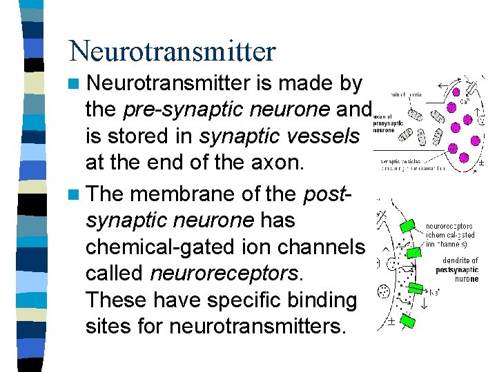 Neurotransmitter n Neurotransmitter is made by the pre-synaptic neurone and is stored in synaptic