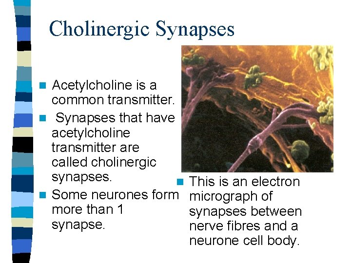 Cholinergic Synapses Acetylcholine is a common transmitter. n Synapses that have acetylcholine transmitter are