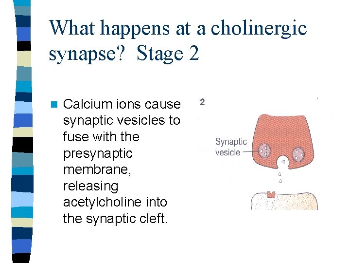 What happens at a cholinergic synapse? Stage 2 n Calcium ions cause synaptic vesicles