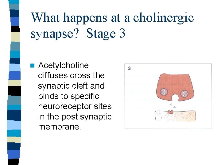 What happens at a cholinergic synapse? Stage 3 n Acetylcholine diffuses cross the synaptic