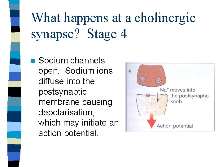 What happens at a cholinergic synapse? Stage 4 n Sodium channels open. Sodium ions