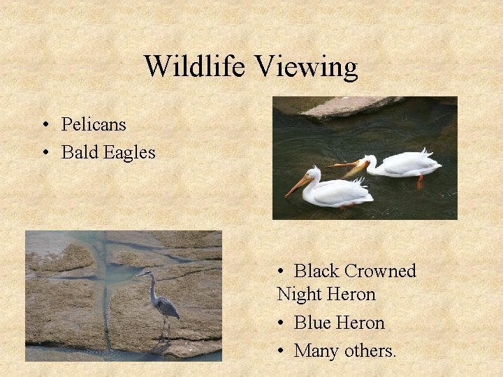 Wildlife Viewing • Pelicans • Bald Eagles • Black Crowned Night Heron • Blue