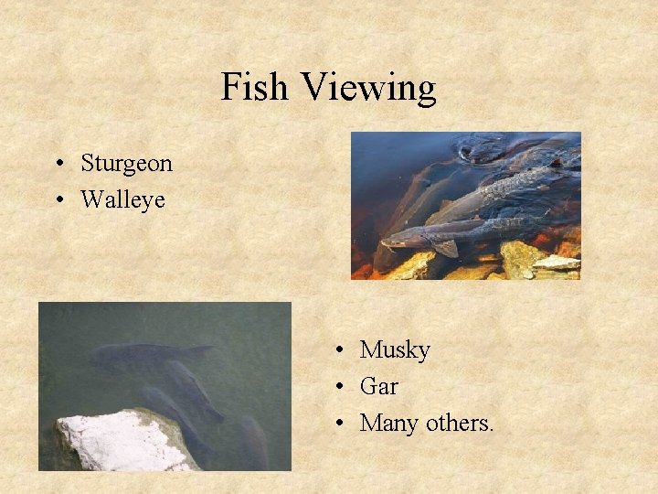 Fish Viewing • Sturgeon • Walleye • Musky • Gar • Many others. 