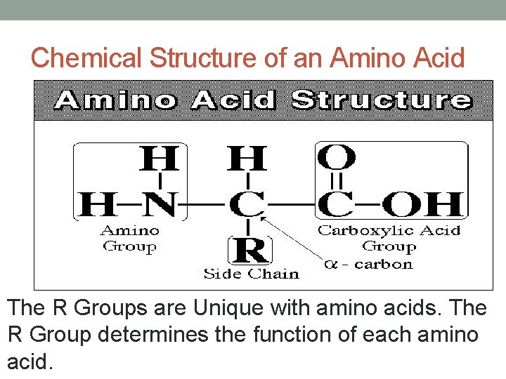 Chemical Structure of an Amino Acid The R Groups are Unique with amino acids.