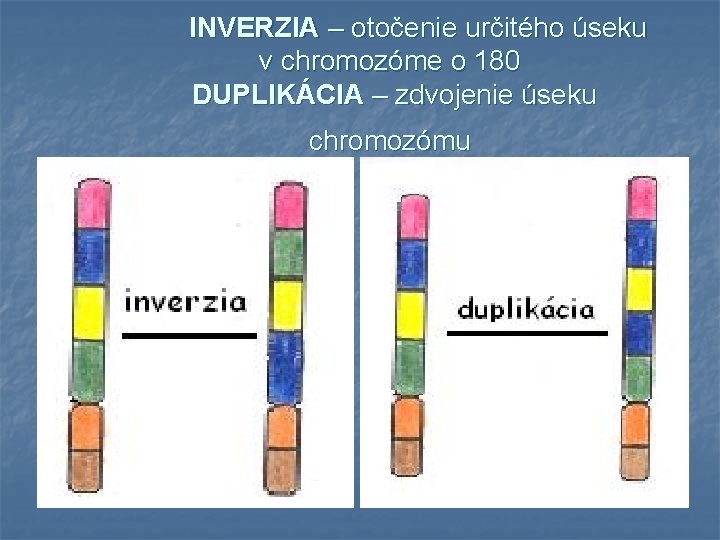 INVERZIA – otočenie určitého úseku v chromozóme o 180 DUPLIKÁCIA – zdvojenie úseku chromozómu