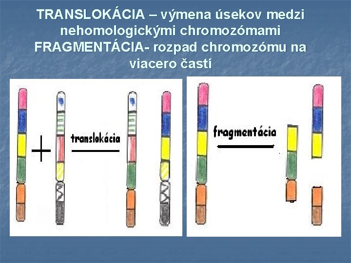 TRANSLOKÁCIA – výmena úsekov medzi nehomologickými chromozómami FRAGMENTÁCIA- rozpad chromozómu na viacero častí 