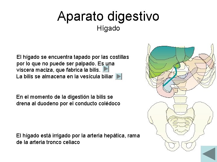 Aparato digestivo Hígado El hígado se encuentra tapado por las costillas por lo que