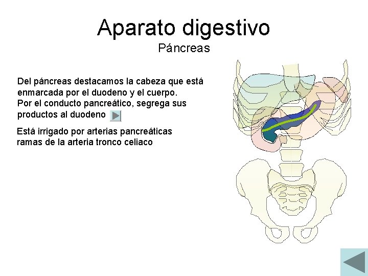 Aparato digestivo Páncreas Del páncreas destacamos la cabeza que está enmarcada por el duodeno