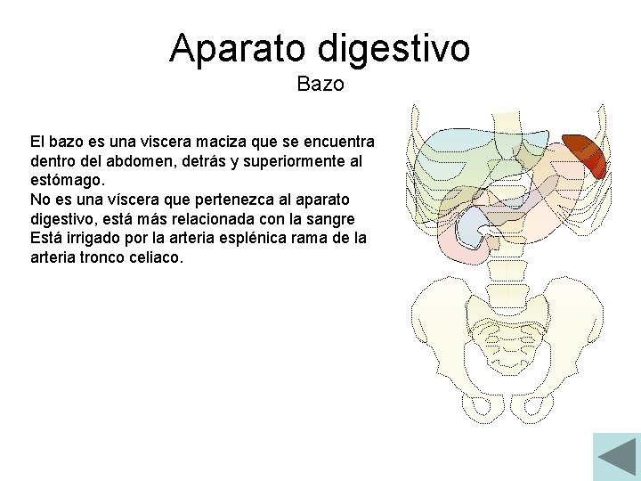Aparato digestivo Bazo El bazo es una viscera maciza que se encuentra dentro del