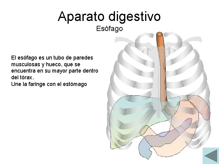 Aparato digestivo Esófago El esófago es un tubo de paredes musculosas y hueco, que