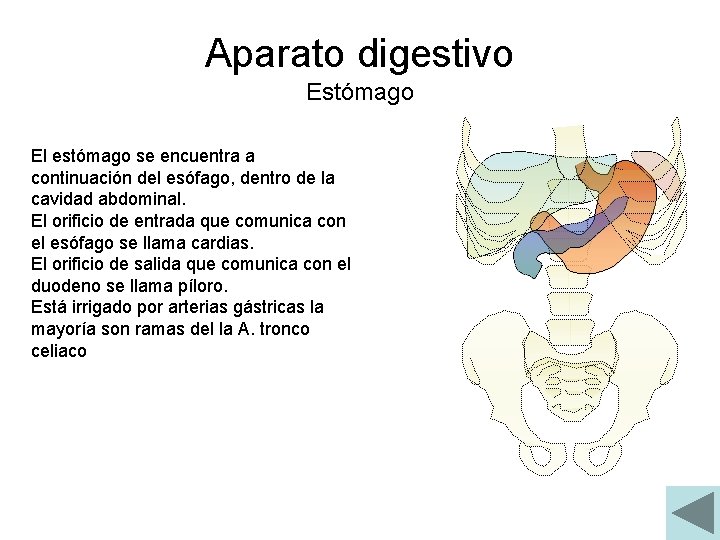 Aparato digestivo Estómago El estómago se encuentra a continuación del esófago, dentro de la