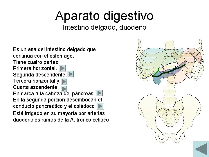 Aparato digestivo Intestino delgado, duodeno Es un asa del intestino delgado que continua con