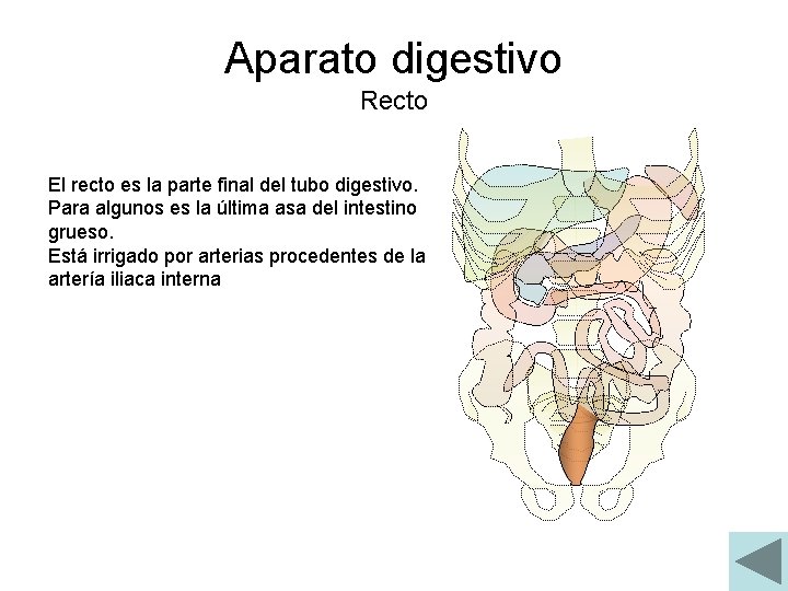 Aparato digestivo Recto El recto es la parte final del tubo digestivo. Para algunos