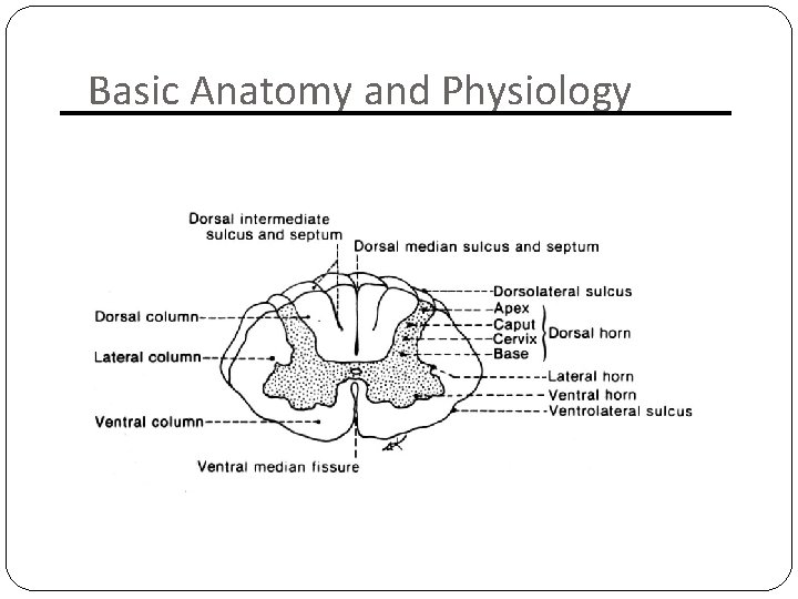 Basic Anatomy and Physiology 
