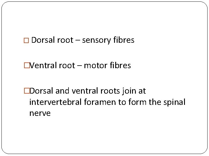 � Dorsal root – sensory fibres �Ventral root – motor fibres �Dorsal and ventral