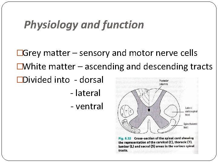 Physiology and function �Grey matter – sensory and motor nerve cells �White matter –