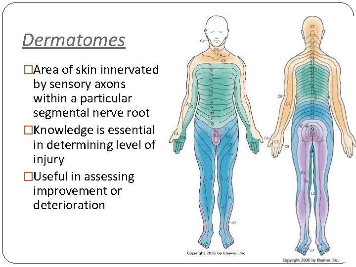 Dermatomes �Area of skin innervated by sensory axons within a particular segmental nerve root