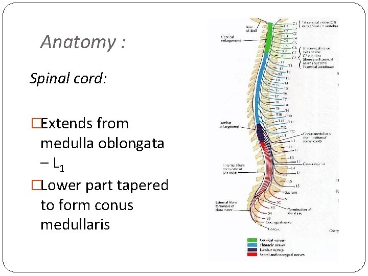 Anatomy : Spinal cord: �Extends from medulla oblongata – L 1 �Lower part tapered