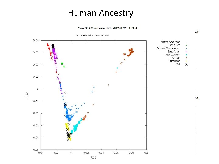 Human Ancestry 