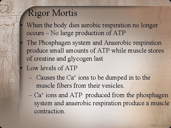 Rigor Mortis • When the body dies aerobic respiration no longer occurs – No