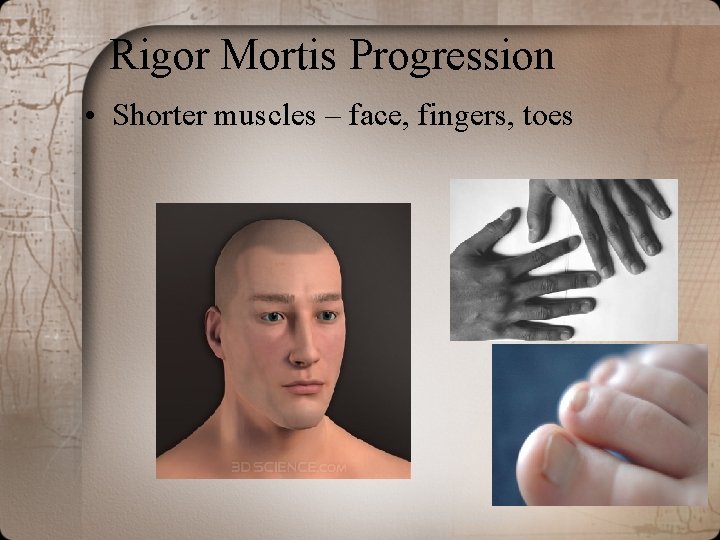 Rigor Mortis Progression • Shorter muscles – face, fingers, toes 